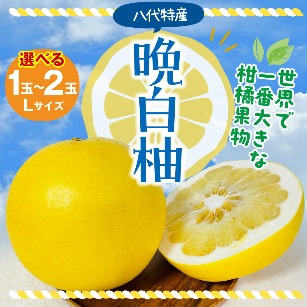 【ふるさと納税】【先行予約】【選べる玉数】 八代市産 晩白柚 1～2玉 柑橘 みかん 果物 フルーツ 熊本県産 ばんぺいゆ 特産品 名産品 お取り寄せ ジャンボサイズ 送料無料 【2025年12月上旬より順次発送】