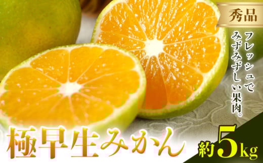 みかん 極早生みかん 秀品 5kg 日本フルーツ株式会社《2025年9月上旬-10月末頃出荷》熊本県 荒尾市 早生みかん 果物 フルーツ スイーツ デザート ギフト ご贈答