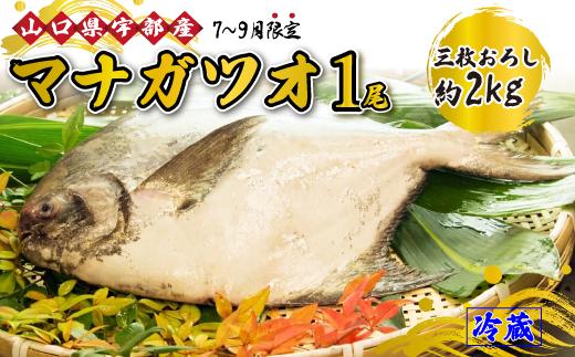 [先行予約]※7月～9月出荷※《三枚おろし》マナガツオ 1尾 (約2kg) 【マナガツオ 刺身用 塩焼き 魚 新鮮 おかず 高級魚 山口県産 宇部市 春魚 真魚 鰹 関西料理 懐石料理 関西の味 認知向上 産地直送 魚介類 おすすめ食材 美味しい】