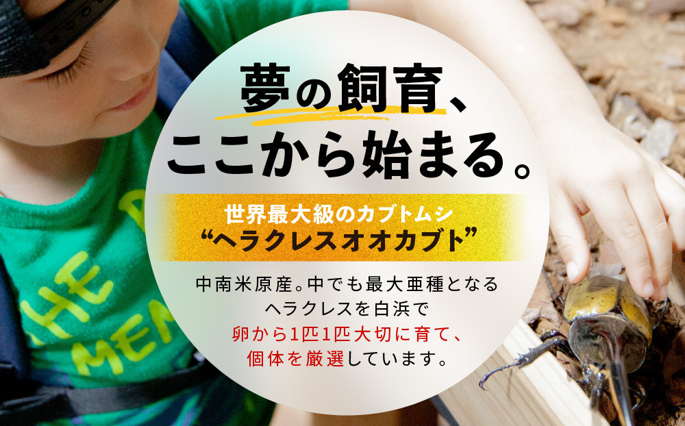 【先行予約】ヘラクレスオオカブト3令幼虫ペア ※育て方の説明書付き※配送不可地域あり【2026年6月から順次発送】