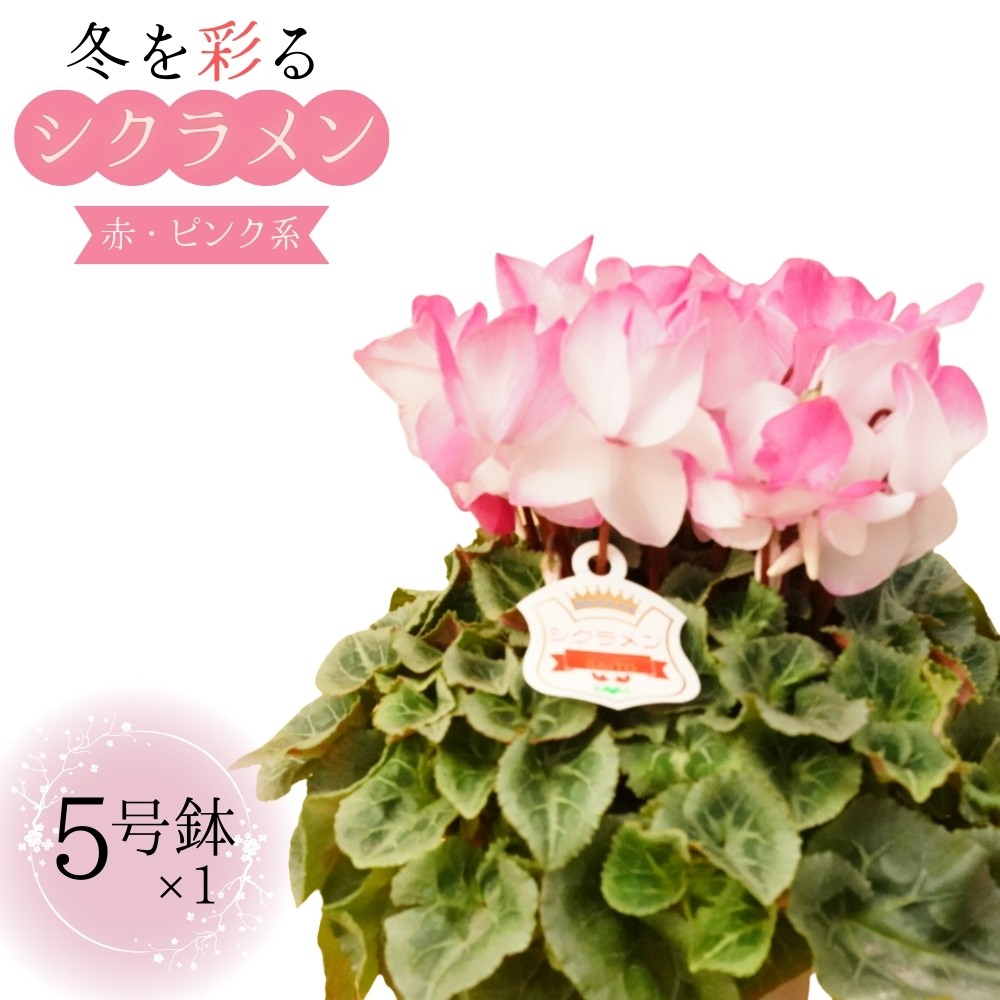 
            シクラメン 5号鉢 × 1鉢 2025年シーズン 先行予約 赤・ピンク系 冬の花 鉢花クリスマス 冬のガーデニング フラワーガーデン斉藤 花農家直送 千葉県八街市
          