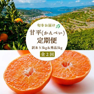 ふるさと納税 八幡浜市 【2週間毎定期便】【愛媛限定栽培】甘平3kg(訳)×甘平3kg(秀)【H25-270】全2回