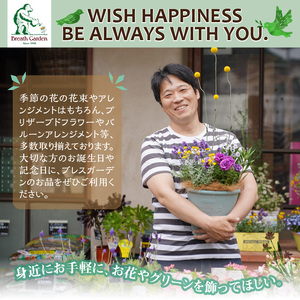 【母の日ギフト】お母さんへのプレゼントに！カーネーション（鉢花）【配送不可地域：北海道・東北・九州・沖縄・離島】【009D-054】