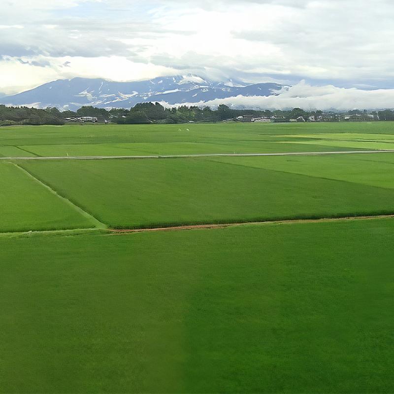 【定期便6ヶ月】新潟市 秋葉区小須戸産コシヒカリ 白米 5kg お米 精米 ご飯 代表 自然 飽きない 自信 美味しい 