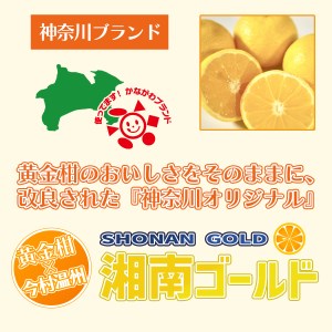 湘南ゴールドブレンドティ　12袋　セット