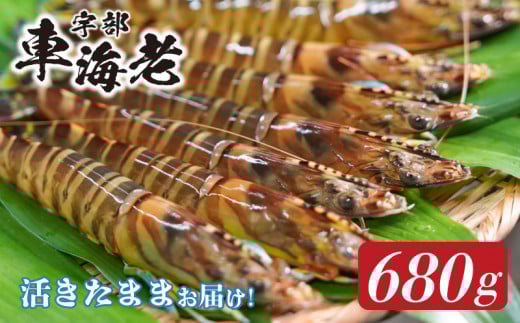 ★北海道・東北・新潟県・沖縄・離島配送不可★山口県宇部産 活き車海老 (680g)