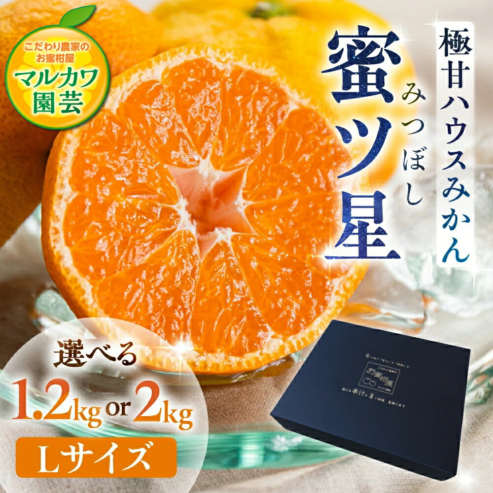 【ふるさと納税】≪先行予約 2026年発送≫ ハウスみかん 蜜ツ星 Lサイズ【選べる 1.2kg ~ 2kg】(10玉 〜18玉) 濃厚 超濃厚 みかん マルカワ園芸 こだわり農家のお蜜柑屋 高級 高糖度 ギフト 贅沢 蜜柑 ミカン 柑橘 フルーツ 人気 みかん 愛知県 豊橋市