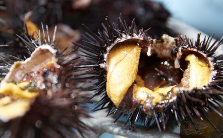 【2024年度追加予約】【無添加】広田湾の生うに300g(塩水パック)【期日指定不可】【 三陸産 天然 濃厚 人気 魚介類 雲丹 ウニ 塩水 塩水うに 魚介 海産物 海の幸 うに丼 刺身 】