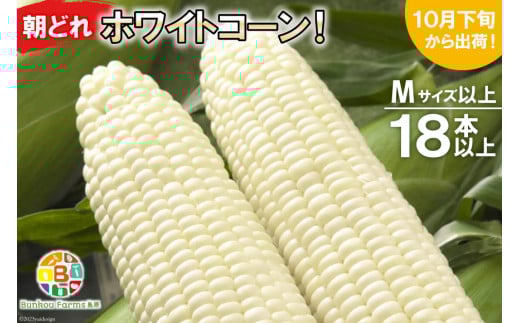 BF112 10月下旬から出荷！「幻の朝どれホワイトコーン！」Mサイズ以上×18本以上【全国的にも珍しい秋季出荷】