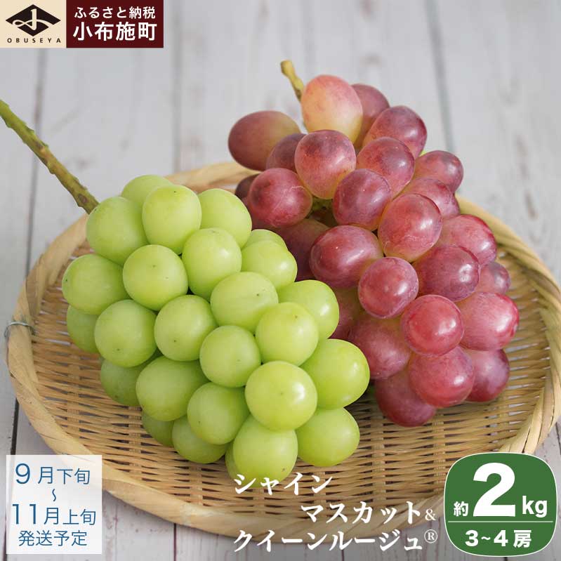 シャインマスカット＆クイーンルージュ®  約2kg 3～4房 ［小布施屋］ぶどう 食べ比べ フルーツ 果物 くだもの 葡萄 ブドウ  クール便 冷蔵 お楽しみ 長野県産 信州産 令和7年産 【2025年9月下旬～11月上旬発送】
