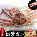 【ふるさと納税】 【魚倉】タグ 付き 生 松葉ガニ （特特大1,100g以上） ズワイガニ 松葉蟹 カニ かに かにしゃぶ 【11月から3月発送予定】