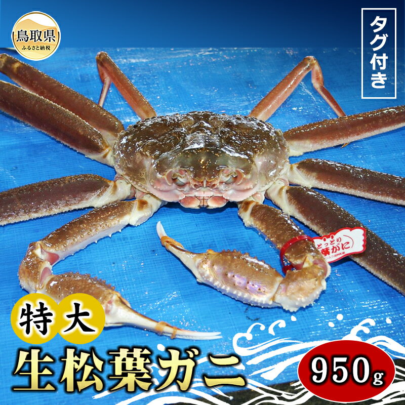 【ふるさと納税】【魚倉】タグ付き生松葉ガニ　特大　約950g【期間限定】_T2600168
