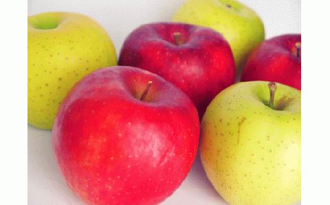 【2025年10月前半発送】 【訳あり】 りんご 約10kg 青森産 品種おまかせ2種以上