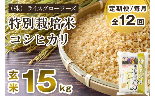 【令和8年産新米先行予約】【定期便12ヶ月毎月お届け】特別栽培米 コシヒカリ 玄米 15kg（5kg×3）《10月上旬～順次出荷》 従来品種 従来コシヒカリ お米 米 （株）ライスグローワーズ 新潟県 加茂市産 定期便