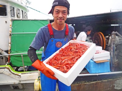 【FN】北海道古平産 漁師直送！ 甘えび２kg