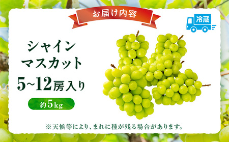 【先行受付】シャインマスカット 5～12房入り(約5kg) | マスカット ぶどう ブドウ 葡萄 果物 フルーツ 人気 香川 香川県 三木町 種なし 皮ごと食べられる ジューシー 旬 おすすめ |_m