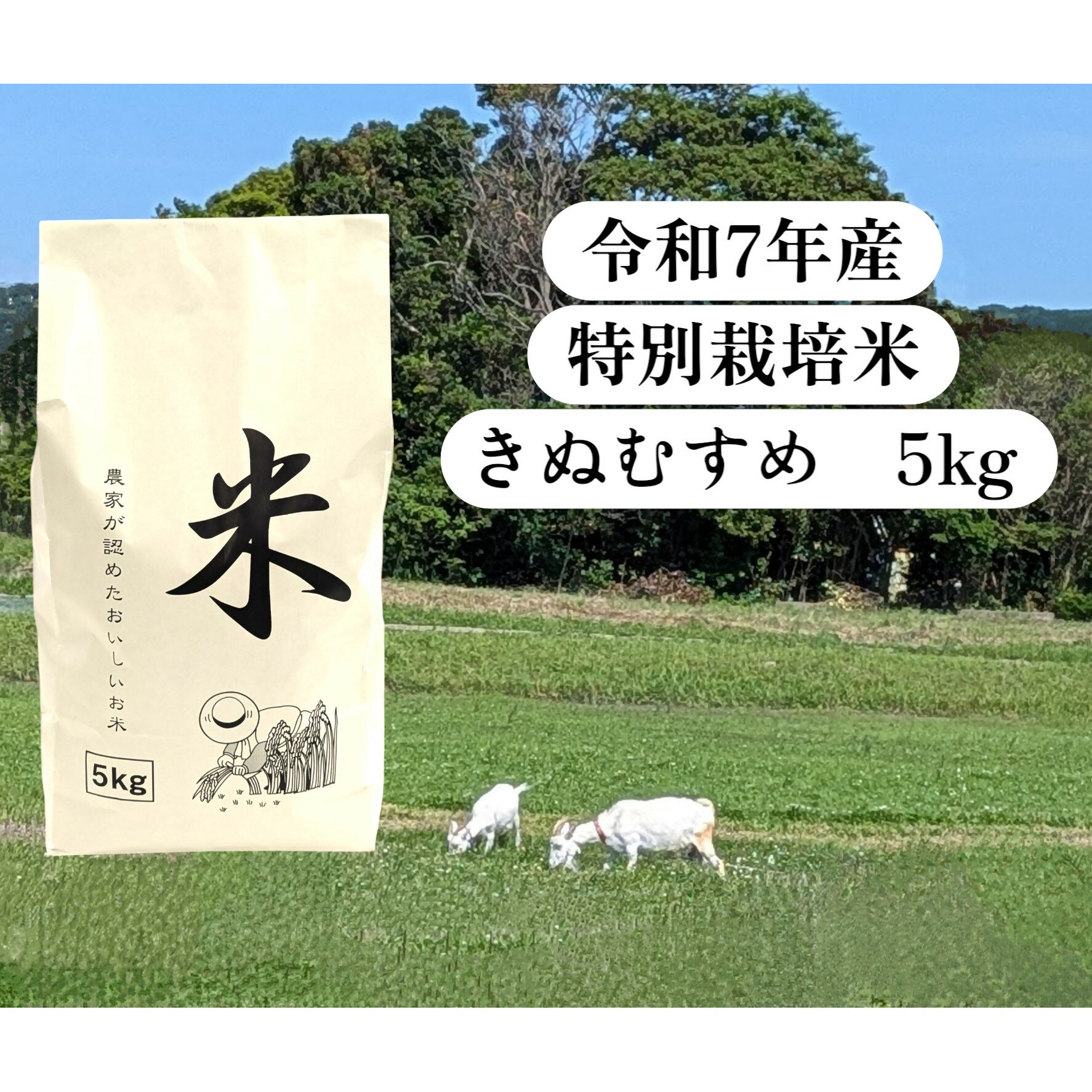 【ふるさと納税】先行受付　鳥取県産　特別栽培米　きぬむすめ　5kg　令和7年産　【25-015-010】　メイちゃん農場