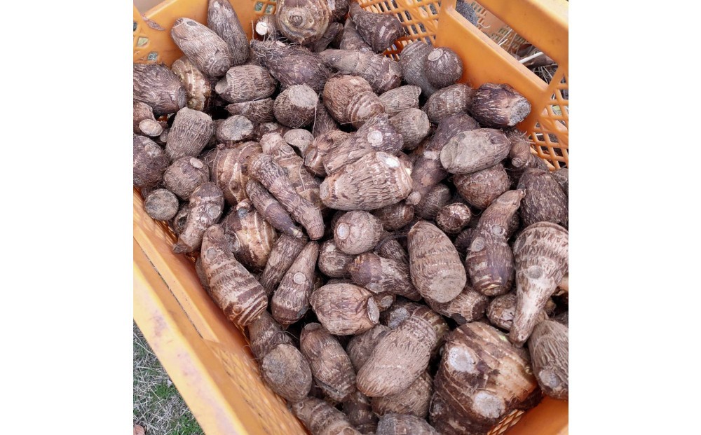 
                  【鳥取県産】ねっとり濃厚 黄金里芋 1kg
                