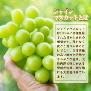 【訳あり】 池田青果のシャインマスカット2房～3房 1.1kg ふるさと納税【配送不可地域：離島】【1544090】