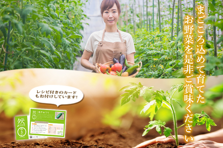 ＜畑から直送＞季節のお野菜セット