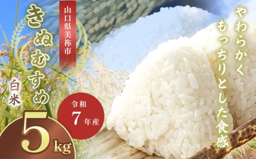 令和7年度産 新米きぬむすめ 白米5kg 先行予約 ＜ 2025年9月中旬より順次発送予定 ＞ ｜ 精米 新米 白米 米 雑穀 お米 コメ 単一米 きぬむすめ 絹娘  山口 美祢 秋吉台 5kg