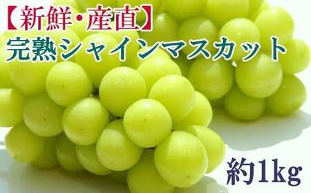【完熟】シャインマスカット 和歌山の完熟シャインマスカット約1kg※2026年9月上旬～2026年9下旬頃に順次発送【tecj1038】