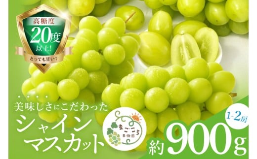 【2026年9月中旬より順次発送】令和7年度 茨城県生産力向上共励会 特別賞受賞！糖度約20～22度！美味しさにこだわったシャインマスカット（約900g）1～2房 化学肥料不使用 農家直送【葡萄 ぶど