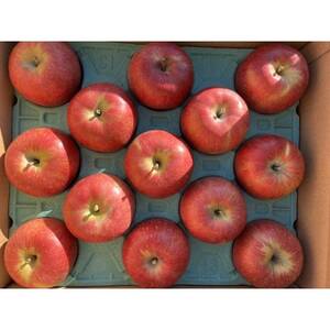 シャキシャキッ!完熟サンふじ 贈答用 約5kg【1558028】