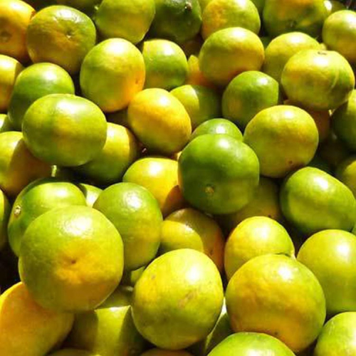 【先行予約】こだわりの極早生みかん 約5kg 農家直送 有機質肥料100% サイズ混合 ｜ みかん 極早生 早生 柑橘 果物 くだもの 果実 フルーツ 和歌山 有田