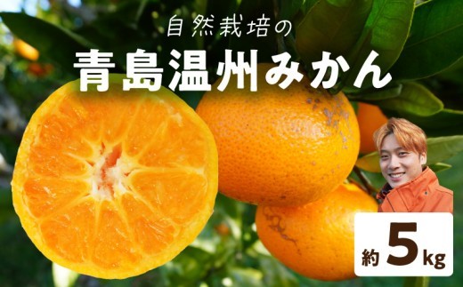 
                  S178-003_青島温州みかん 約5kg
                