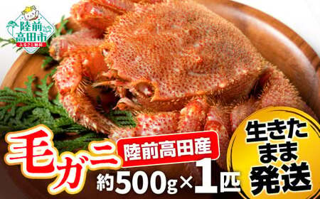 先行予約 【毛ガニ 約500g×1匹】 陸前高田産 毛ガニ 生きたまま発送！ 【 かに カニ 魚介類 旬 鮮度抜群 産地直送 三陸産 】2025年2月下旬から発送予定 RT2661