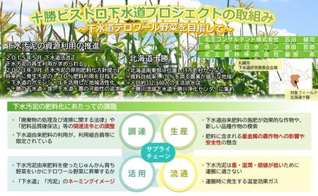 2026年発送先行予約 北海道 十勝 幕別産 とうもろこし 恵味ゴールド 20本「じゅんかん育ち」北王農林［十勝BISTRO下水道プロジェクト］【 とうもろこし とうきび コーン 野菜 フルーツ 甘い