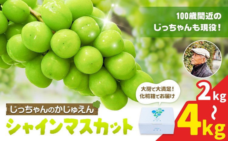 
                  シャインマスカット マスカット 選べる 2kg 4kg じっちゃんのかじゅえん《8月上旬-9月下旬頃出荷》熊本県 荒尾市 旬 果物 フルーツ デザート 小分け 化粧箱 贈答用 ますかっと しゃいんますかっと 人気 おすすめ 甘い
                
