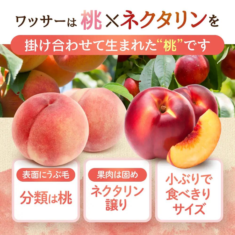 【※2027年7月以降発送分 先行受付】長野市産 旬の桃 ワッサー 約２kg | 桃 もも モモ もも