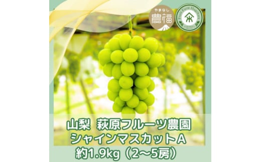 ＜2025年先行受付＞山梨 萩原フルーツ農園のシャインマスカット A(約1.9kg 2～5房)【1559303】