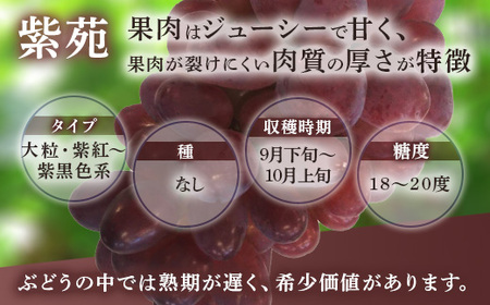 西部ぶどう園 紫苑2房と旬のぶどうセット 4～6房 計約2kg 葡萄 フルーツ 果物 ※2024年9月下旬～10月下旬頃に順次発送予定　※沖縄・離島への配送不可