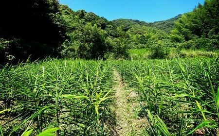 自然栽培 新生姜 500g ( 自然栽培 農薬 化学肥料不使用 高知県 )