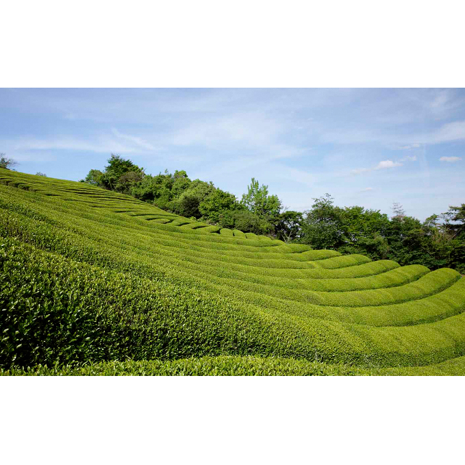 宇治抹茶　春香の昔(100g缶入)〈宇治抹茶 抹茶 お抹茶 茶 宇治 お茶 粉末 茶道 料理 お菓子作り 石臼挽き 飲料 加工食品 缶 抹茶缶〉_イメージ2