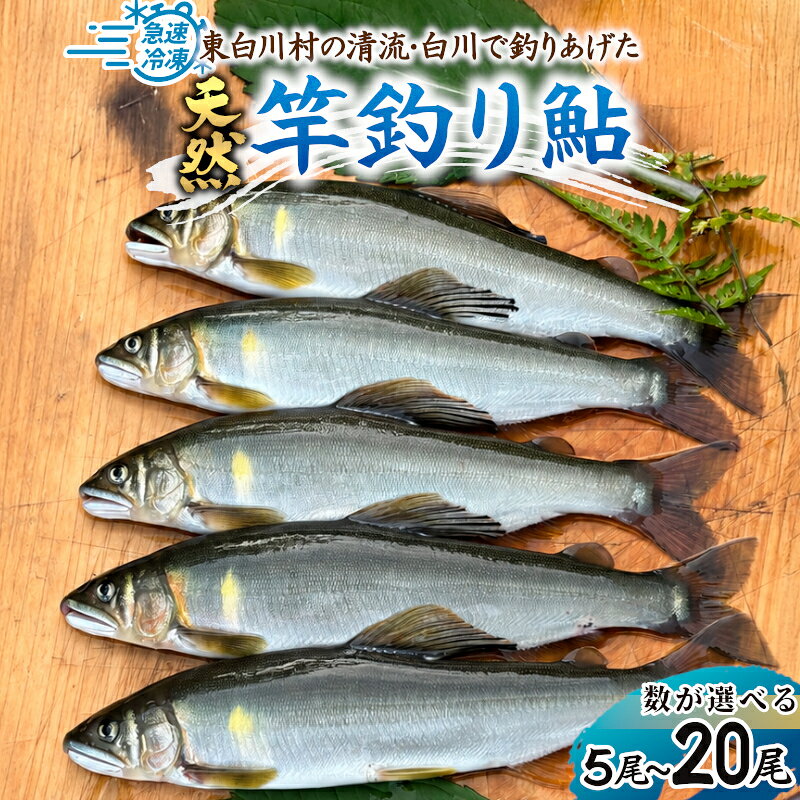 【ふるさと納税】清流白川 天然鮎 5尾 8尾 10尾 20尾 国産 冷凍 竿釣り 鮎 あゆ アユ 川魚 天然 清流 魚介 おかず おつまみ グルメ 食品 BBQ バーベキュー 冷凍 真空パック 岐阜県産 東白川村 川釣り
