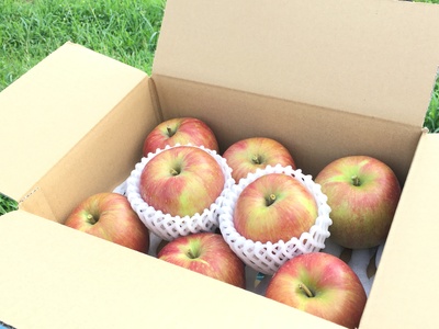 【2026年先行予約】夏のりんご サンつがる 約5㎏ ｜ りんご