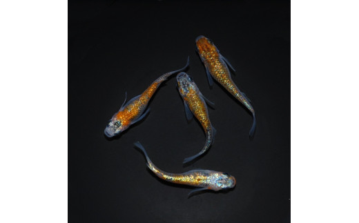 メダカ「大輝」4匹セット[52210997]