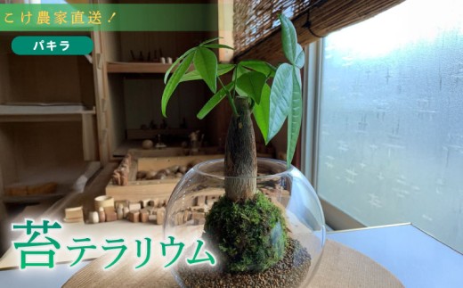 苔 パキラ 苔玉 コケ こけ 農家直送 インテリア 観葉 植物 専門農家 直送 パキラ苔玉  コケ こけ苔 こけだま 苔だま コケダマ コケ玉 苔リウム はいごけ ハイゴケ 種 たね 苔の種 インテリア インテリアグリーン 観葉植物 家庭用 簡単 お手軽 自由研究 綺麗 夏休み かんようしょくぶつ ガーデニング がーでにんぐ 園芸植物 しょくぶつ 農家直送 産地直送 牧之原市 静岡県 コケノミウラ