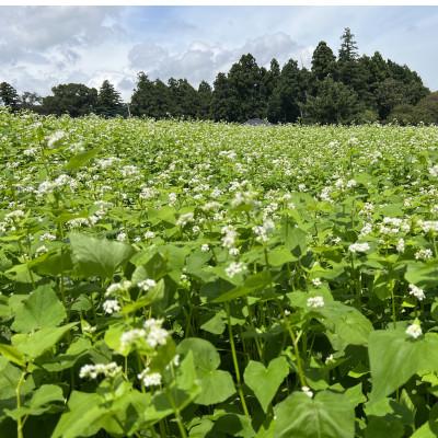 ふるさと納税 小美玉市 【全粒微細粉】　常陸秋そば　10kg |  | 01