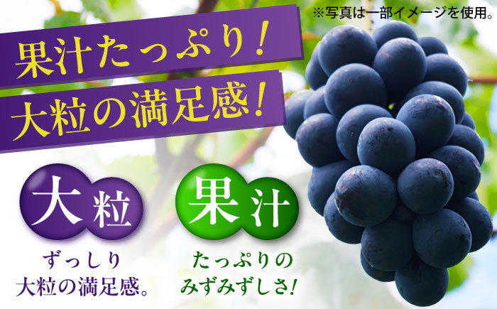 ぶどう ブドウ ぴおーね ピオーネ 葡萄 フルーツ 果物 大粒
