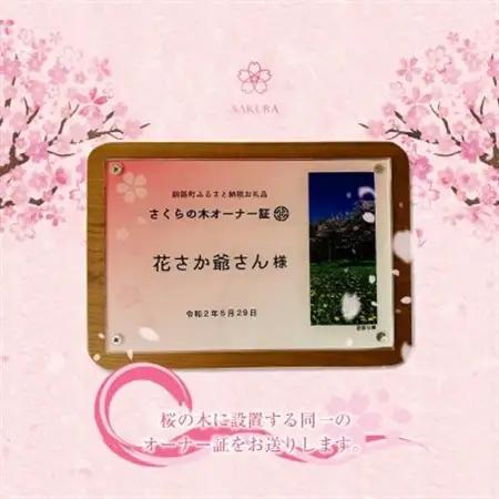 北海道釧路町の桜の木(1本)のオーナー権及びオーナー証＜ふるさと納税 自然 保護＞【1179225】