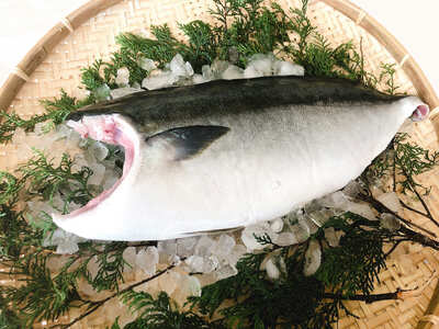 【鰤】 鰤 1匹 5kg 以上 フィレ 2枚