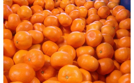 【2025年11月発送予約分】【家庭用】【農家直送】こだわりの有田みかん 約10kg＋250g(傷み補償分) 有機質肥料100%  サイズ混合 【11月発送】※北海道・沖縄・離島配送不可 / みかん 