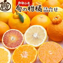 【ふるさと納税】＜1月より発送＞厳選 柑橘詰合せ3kg+90g（傷み補償分）【有田の春みかん詰め合わせ・フルーツ詰め合せ・オレンジつめあわせ】【光センサー選別】 | 和歌山県 和歌山 高野町 みかん ミカン 蜜柑 柑橘 柑橘類 かんきつ 果物 フルーツ 食品 果実