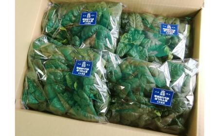 ＜2025年12月上旬よりお届け＞大作農園の寒締めちぢみほうれん草 約1.2kg SBTR001