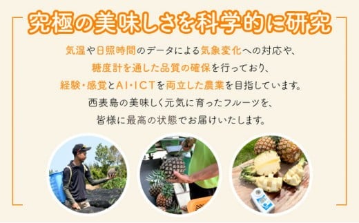 2026年 先行予約 アップルマンゴー 約700g 2玉 西表島ひらい農園 マンゴー 果物 フルーツ 約700g（2玉）